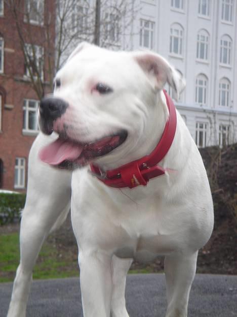 Amerikansk bulldog Coco billede 18