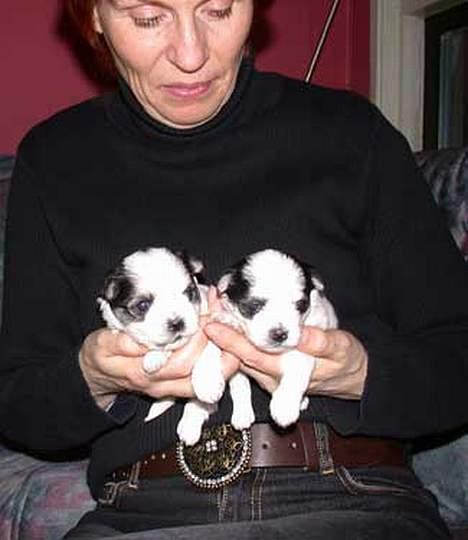 Malteser speiki billede 13