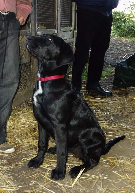 Blanding af racer Fie - Fie i september 2006 3½ mdr. gammel billede 16