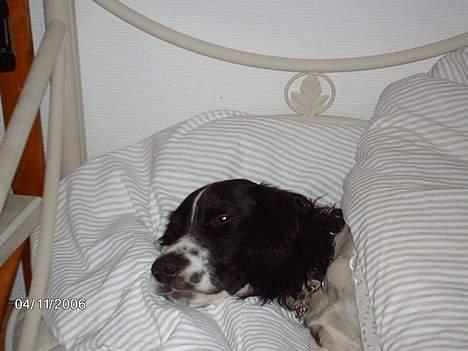 Engelsk springer spaniel Mickey - Jaa jeg skal jo have skønhedssøvn, så jeg kan score nogle damer billede 17