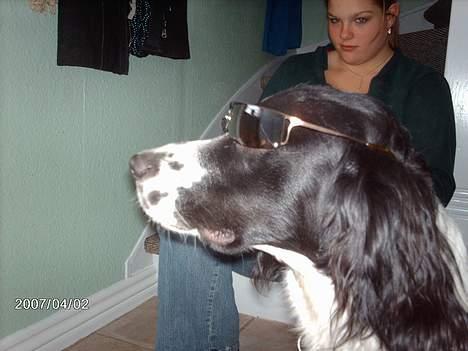 Engelsk springer spaniel Mickey - Så er jeg klar til at score damer:) billede 18