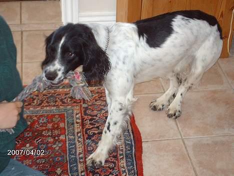 Engelsk springer spaniel Mickey - Leger:) billede 19