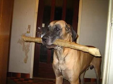 Grand danois Theis (død) billede 1