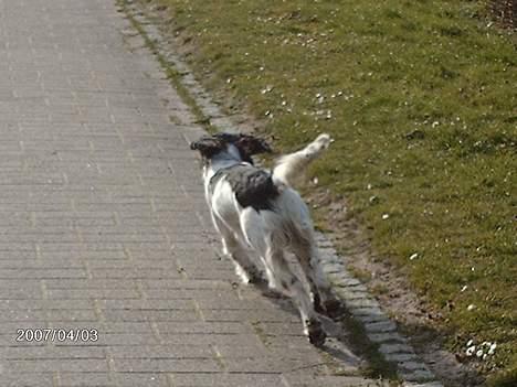 Engelsk springer spaniel Mickey - Kom tilbage!!  Nej som om jeg gider:) billede 20