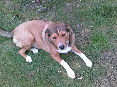 Blanding af racer Julle - 4april - 07 billede 19