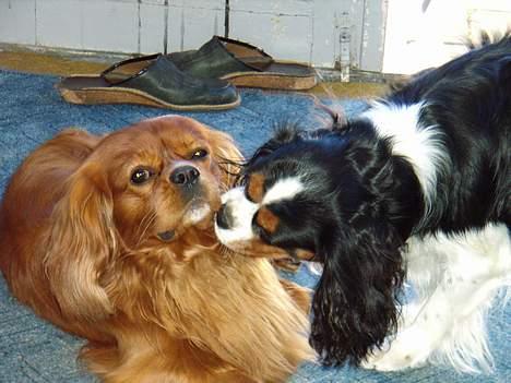 Cavalier king charles spaniel niki - så er det tid til at vaske hinanden lidt  billede 13