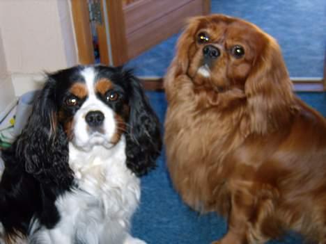 Cavalier king charles spaniel niki billede 14