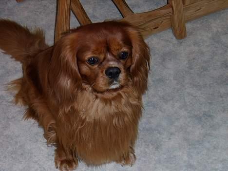 Cavalier king charles spaniel niki billede 15