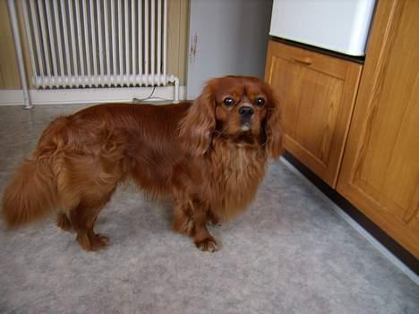 Cavalier king charles spaniel niki billede 16