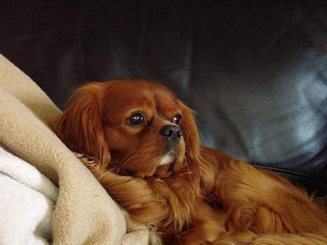 Cavalier king charles spaniel niki - så er man lige på yndlingspladsen billede 17