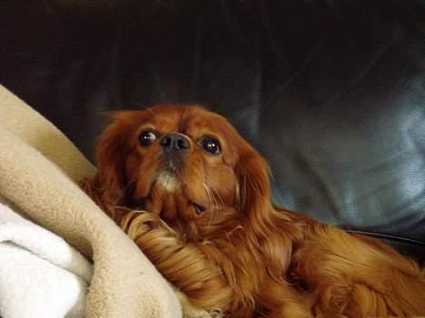 Cavalier king charles spaniel niki billede 18