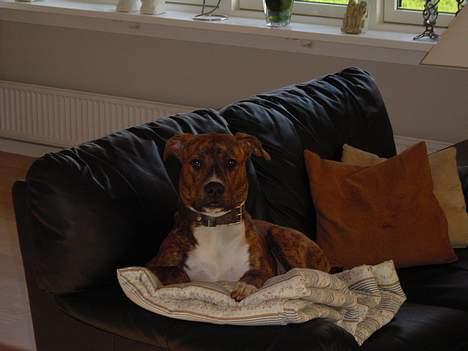 Blanding af racer Ronja billede 16