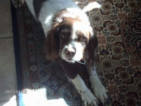Engelsk springer spaniel Lucky billede 5