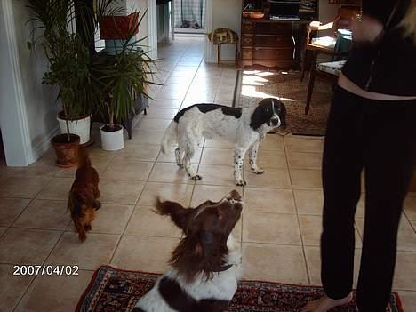 Engelsk springer spaniel Lucky billede 6