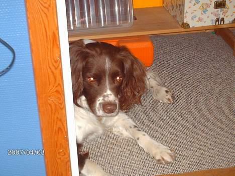 Engelsk springer spaniel Lucky billede 7