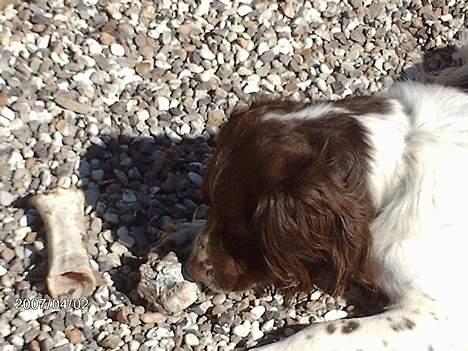 Engelsk springer spaniel Lucky billede 8