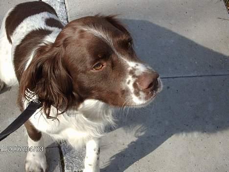 Engelsk springer spaniel Lucky billede 9