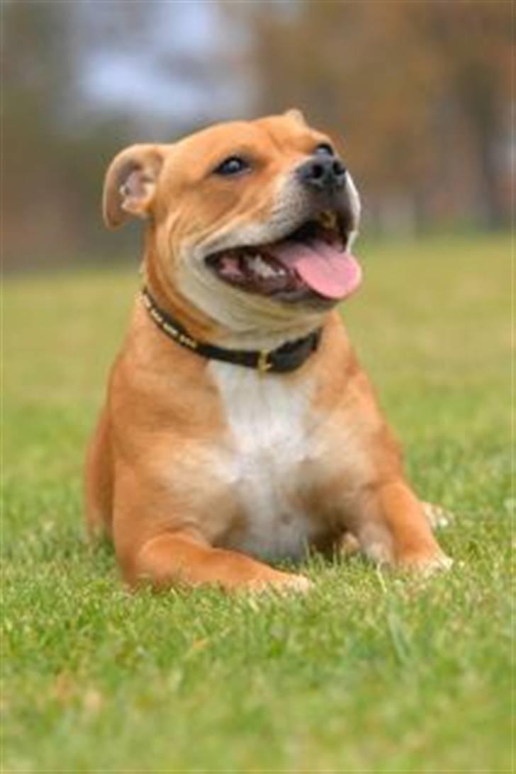 Staffordshire bull terrier Angelicstaffs little Fiji billede 1