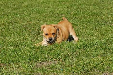 Staffordshire bull terrier Angelicstaffs little Fiji billede 2
