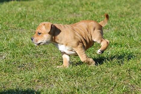 Staffordshire bull terrier Angelicstaffs little Fiji billede 3