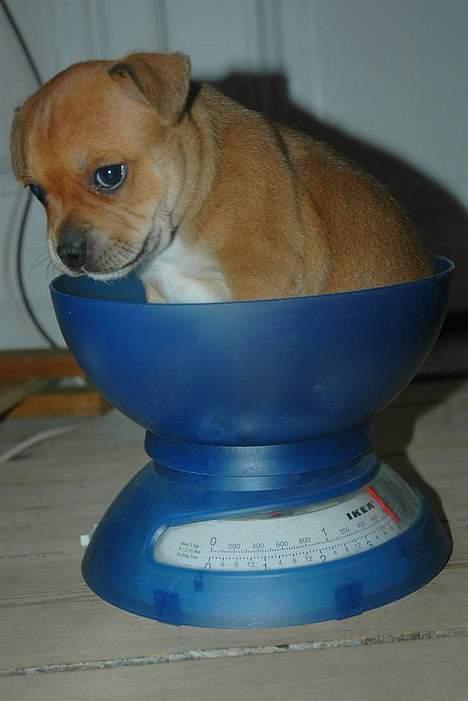 Staffordshire bull terrier Angelicstaffs little Fiji billede 4