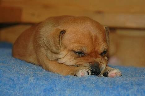 Staffordshire bull terrier Angelicstaffs little Fiji billede 5