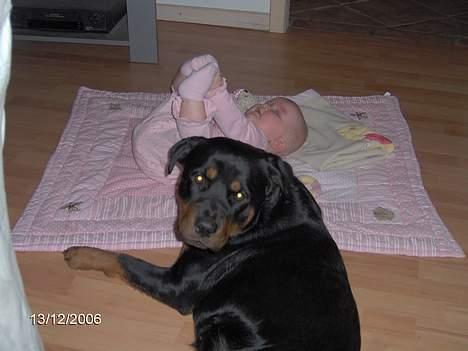 Rottweiler Sally billede 18