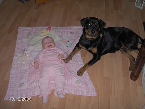 Rottweiler Sally billede 19