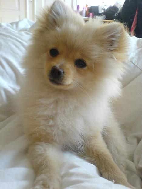 Pomeranian Chili <3 - Her er den skønne (: billede 1