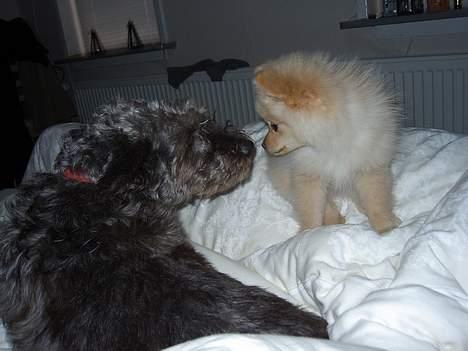 Pomeranian Chili <3 - Line & Chili (:  billede 2