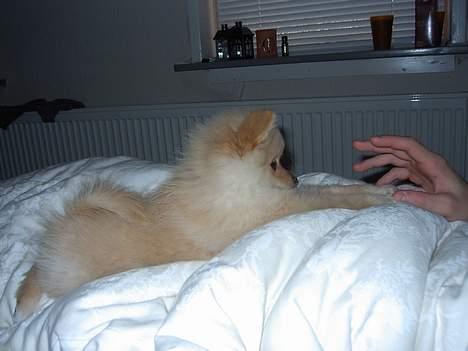 Pomeranian Chili <3 - Bette skid d;  billede 3