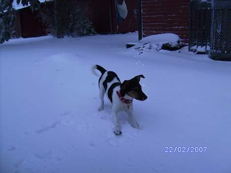 Dansk svensk gaardhund Kvik - vow... sne billede 7