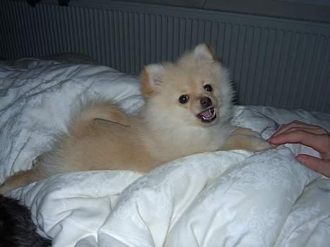 Pomeranian Chili <3 - Er hun ikke kær ? (; billede 4