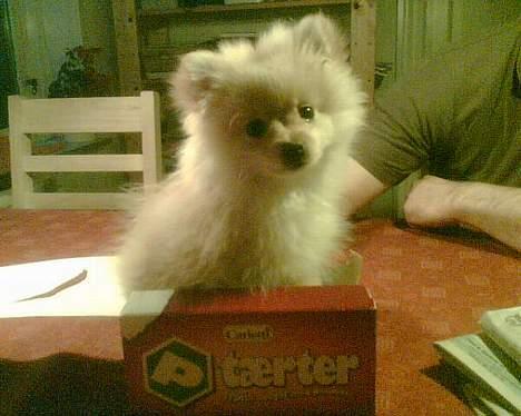 Pomeranian Chili <3 - Ehmn .. Ja . Chili i en tom kasse til p-tærter? :b  billede 6