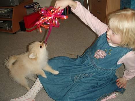 Pomeranian Chili <3 - Min kusine leger med Chili (x .. På min fødselsdag.  billede 7