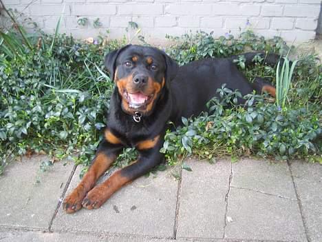 Rottweiler Anaya billede 1