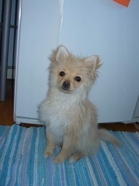 Pomeranian Chili <3 - En lille nyvasket hund :D.  Så fylder hun ikke så meget. billede 8