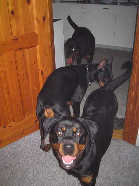 Rottweiler Anaya billede 2