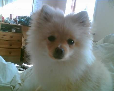 Pomeranian Chili <3 - <3 billede 9