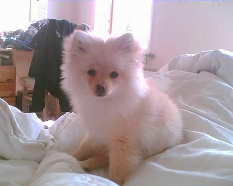 Pomeranian Chili <3 - (:  billede 10