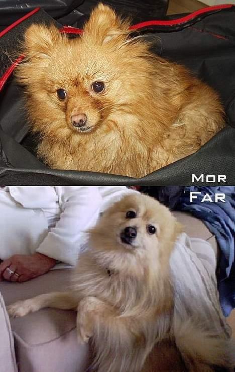 Pomeranian Chili <3 - Chilis forældre (: hun minder meget om sin mor i figur, og sin far i farve. billede 11