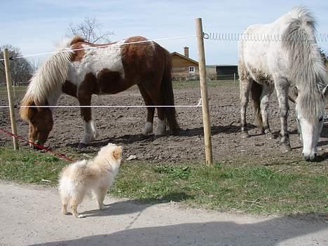 Pomeranian Chili <3 - Det er noget af en størrelses forskel :b  billede 12