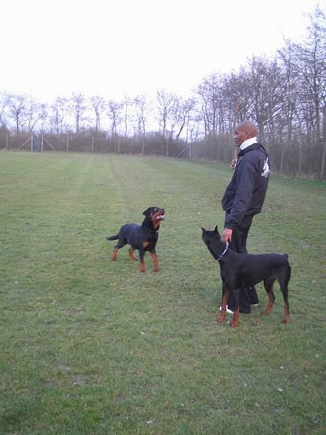 Rottweiler Anaya billede 3