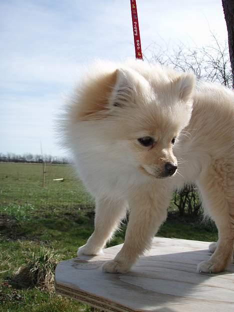 Pomeranian Chili <3 - Det er ikke fordi billedet er så godt, synes bare det er nogle dejlige farver (:  billede 13