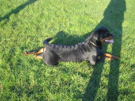 Rottweiler Anaya billede 4