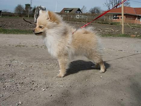 Pomeranian Chili <3 - Et godt billede, efter min smag :b  billede 14