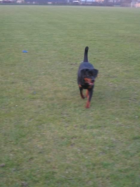 Rottweiler Anaya billede 5