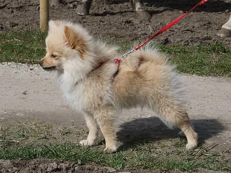 Pomeranian Chili <3 - .. Endnu et d; billede 15