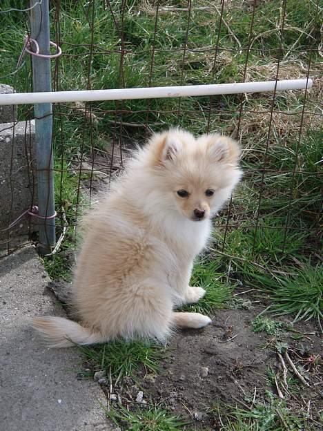 Pomeranian Chili <3 - Hun nyder det gode vejr :b  billede 16