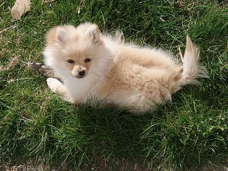 Pomeranian Chili <3 - <3 billede 17